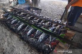 Gambar ikan tongkol bakar.kumpulan gambar ikan konsumsi, hias, dan laut. Permintaan Tongkol Bakar Antara News Aceh