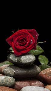 Beautiful Rose Red Flower ...