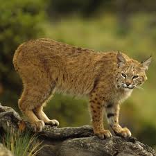 are there bobcats in alabama