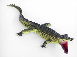12 green squeaky alligator historic