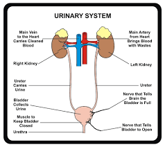 Image result for urinary system diagram