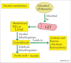Alcohol Content In Blood Breath Saliva And Urine Ethyl