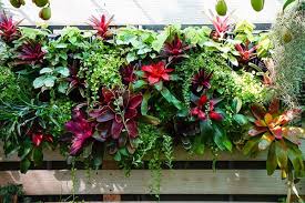 best plants for vertical gardening