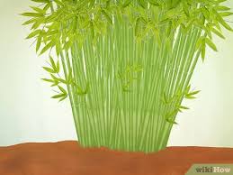 Free standard shipping and returns. How To Plant A Clumping Bamboo 13 Steps With Pictures Wikihow