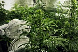 Let's all start telling our guests to book a hotel room! Complete Ventilation Guide For Your Cannabis Grow Room Rqs Blog