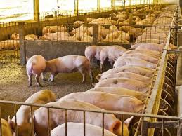 complete pig farming business plan how