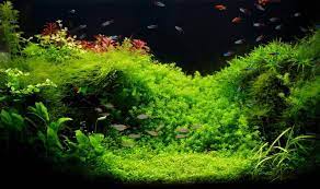 Best Substrate Types For Planted Tanks