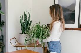 How To Incorporate Plants Into Your