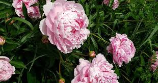 Companion Planting With Peonies In Your