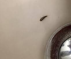Tiny Black Bugs In Bathroom Naturally
