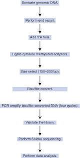 Figure 1 From Illumina Sequencing Of Bisulfite Converted Dna