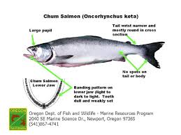 Ocean Salmon Identification