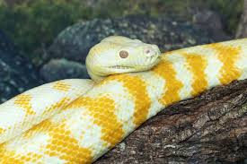 python snake characteristics 10