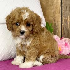 We are the best local cavapoo breeder of cavapoo pups in the area many of our customers come from north carolina, virginia, south carolina, west virginia, georgia, tennessee, florida, maryland, delaware. Cavapoo Pomsky Puppies For Sale In Indiana Pomsky For Sale Florida