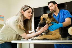Подгответе го вашиот дом и домашно милениче за непречена посета на ветеринар во домот - Ветеринари што побрзо