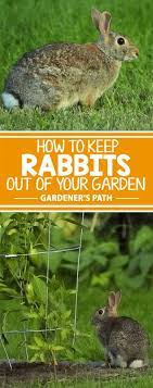 How To Keep Rabbits Out Of The Garden