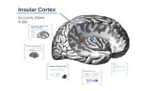 insular cortex by ela lina on prezi next
