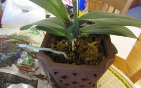 Начини за омекотяване на вода за поливане на орхидеите. Kak Pravilno Da Polivate Orhideya U Doma Kpane Pod Dusha