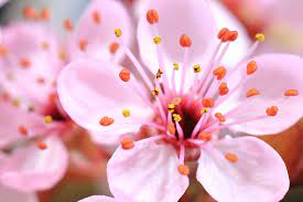 Más de 550 imágenes de flores bonitas | Descargar imágenes gratis en  Unsplash