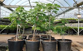 Growing Fig Trees In Containers Stark