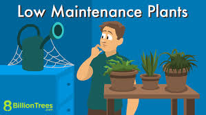 50 Low Maintenance Plants Indoor And