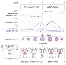 Menstrualcycle2 En Follicular Phase Wikipedia The Free