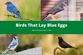 10 birds that lay blue eggs why does