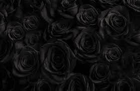 black rose images browse 1 987 547