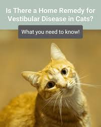 vestibular disease in cats