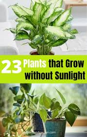 23 shade loving plants that grow