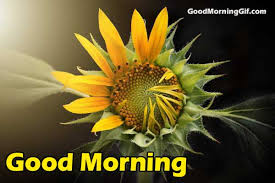 Yellow good morning flowers pictures for whatsapp. Good Morning Images With Flowers Good Morning Wishes