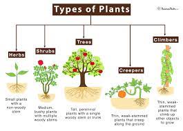 types of plants science facts