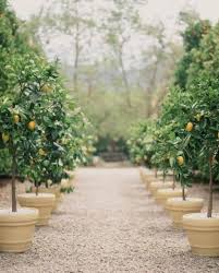 Making The Most Of Fruit Trees Fruit