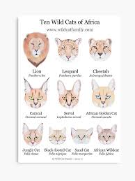 Ten Wild Cats Of Africa Chart Canvas Print