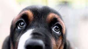 5 types of dog eye discharge and when