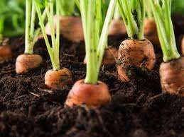 learn how to grow carrots in the garden
