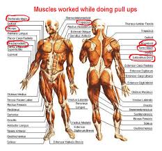 Muscle Anatomy Of Muscles Used In Pull Ups Anatomy