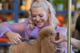 Hosted by rebel wilson, pooch perfect is the ultimate dog grooming competition show. Forget The Catfights Pooch Perfect Is A Reality Tv Treat The New Daily