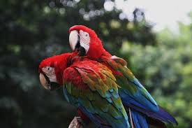 macaws and parrots delfin