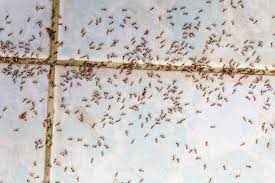 invasion de fourmis dans la maison