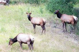Man fined $5100 for poaching Roosevelt elk near Chemainus
