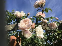 Can Anyone Recommend A Rose Gransnet