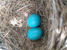 identify bird eggs by color and size