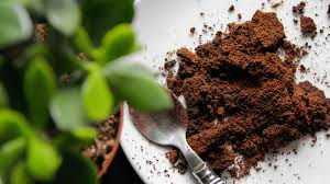 coffee grounds for plants the natural