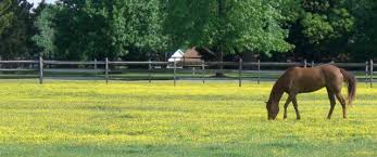 Image result for saddlebred grazing in the field
