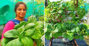 Kerala Gardener Grows Fresh Organic