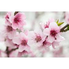Gli alberi da giardino sono elementi fondamentali di ogni angolo verde; Fotomurale Su Misura Albero In Fiore A Primavera Con Fiori Rosa Fiori Fotomurali
