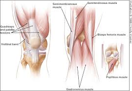Muscles of the knee anatomy pictures and information. Acute Knee Injuries Use Of Decision Rules For Selective Radiograph Ordering American Family Physician