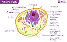 a well labelled diagram of cell