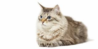 siberian cat breed size appearance